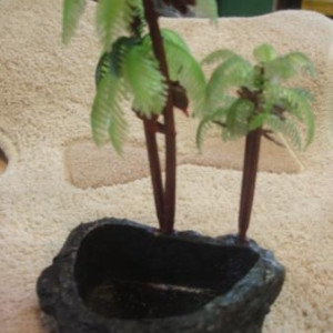 abreuvoir pour bernard l'hermite abreuvoir pour bernard l'hermite