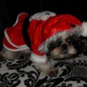 Mannequins pour "L'univers animalier" Décembre 2010