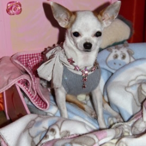 Cloe la petite femelle chihuahua de Francoise et Alain de Gembloux