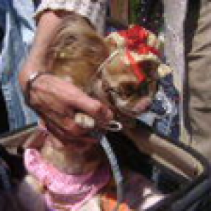 jade le chihuahua...en maillot deux piece de sylvie Huques jade le chihuahua...en maillot deux piece de sylvie Huques