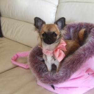 FLORA le chihuahua de Veronique Picard d'Alsace