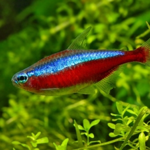 Neon Cardinalis XL - Cheirodon Axelrodi 2,95 euros  10/25 euros