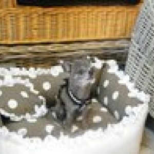 chiwa dans son nouveau panier