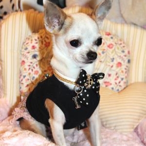 cloe ,le petit chihuahua de francoise et alain de Bossiere