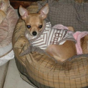 laly en puppyangel