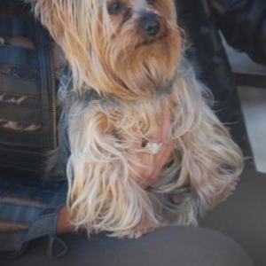 sacha