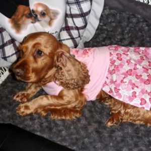 leilou ,le coquin de cocker de francoise et alain de Bossiere