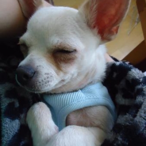 Toupie le petit chiuahua d'elodie Toupie le petit chiuahua d'elodie