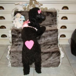 Lisy le caniche de Francesca de l'elevage "le Lys argente" de Fronville