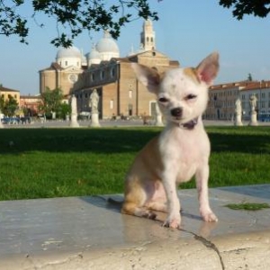 cloe le chihuahua de alain et francoise de namur a saint antoine de Padoue