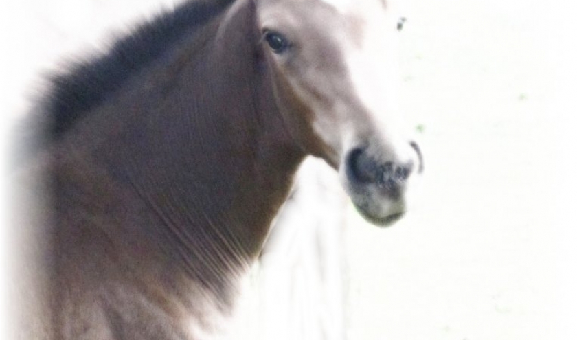 Vitamines de Haute Qualite pour Chevaux Vitamines de Haute Qualite pour Chevaux