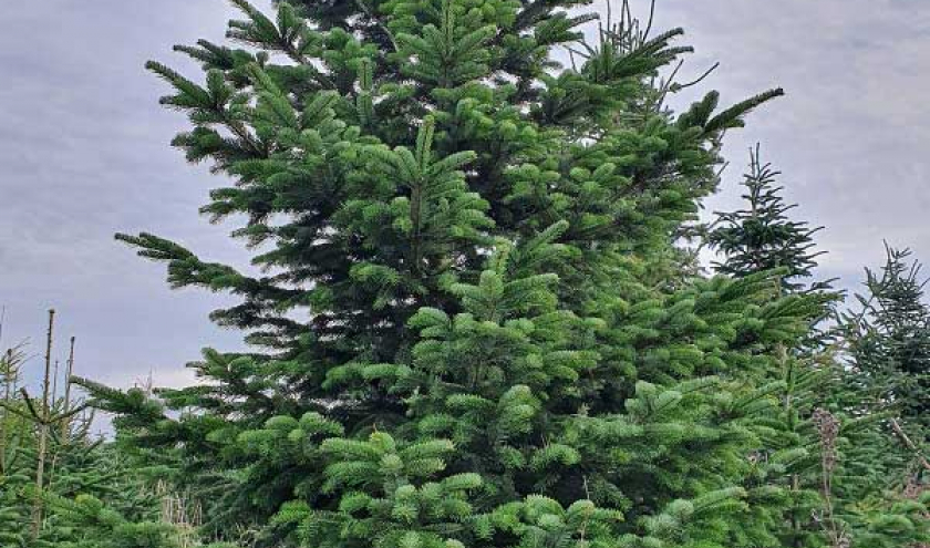 Sapin nordmann (auteur anonyme, internet)