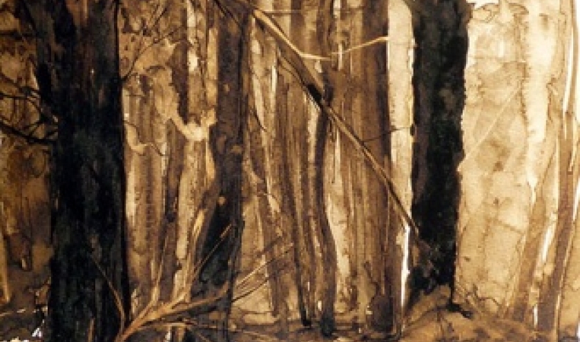 Lavis au brou de noix - foret Lavis au brou de noix - foret