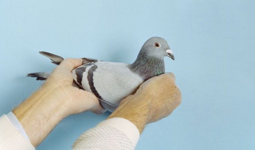 Série « Pigeon Paradise » : « New Kim » (1,7 million d’€) © Photo : Lucas Castel