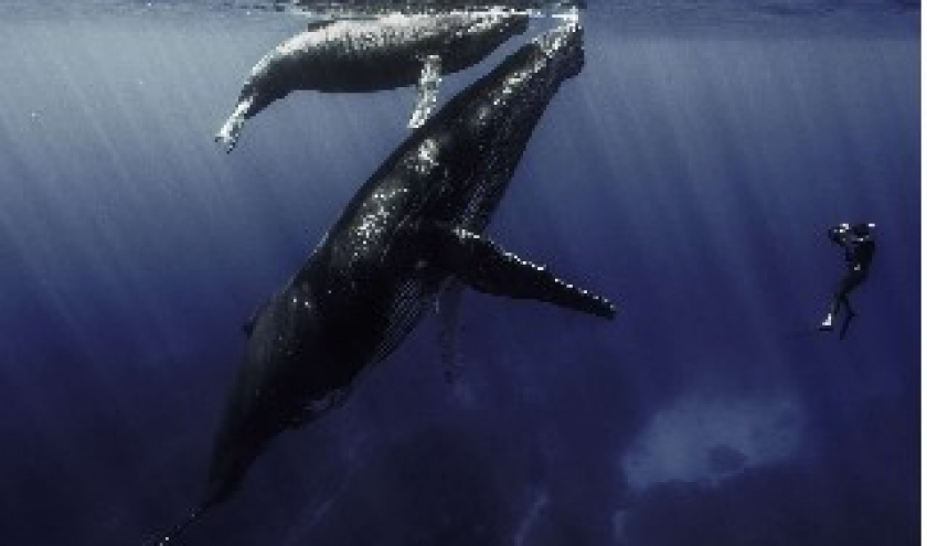 « Des Baleines, des Tortues et des Hommes » (Rémy Tézier) © « Tec Tec Production »