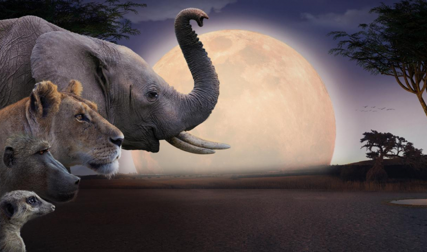 Soirée de Clôture : "Kalahari, l'autre Loi de la Jungle" (Pierre Stine), en Avant-Première mondiale © "Zed"
