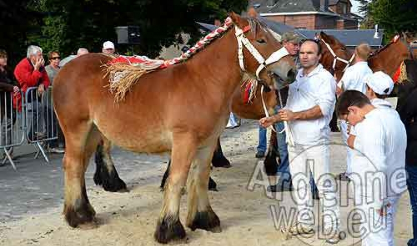 Cheval de trait ardennais-477 Cheval de trait ardennais-477