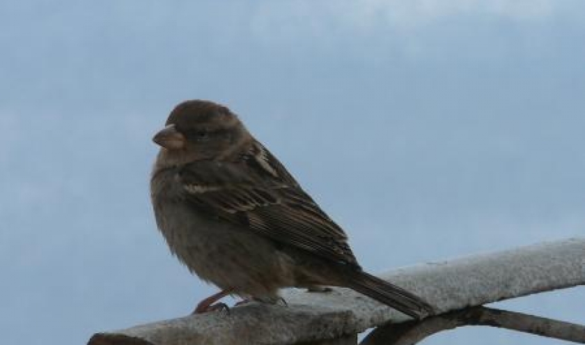 Oiseau de chez nous Oiseau de chez nous