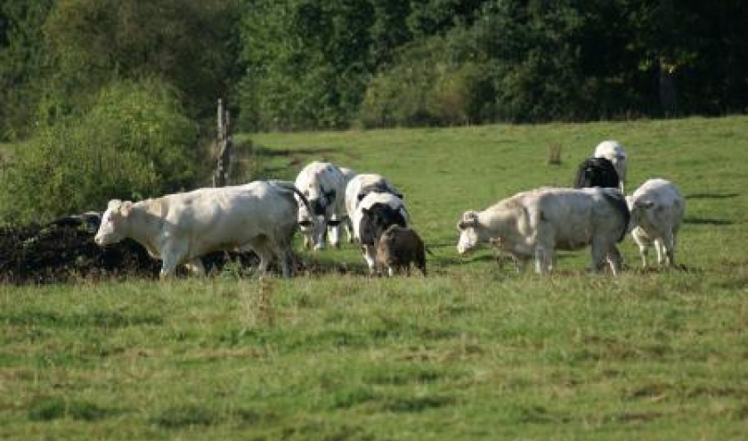 ardenneweb_sanglierparmilesvaches