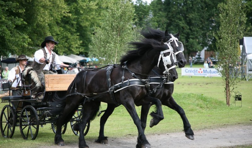 Fete du cheval, Hargnies Fete du cheval, Hargnies