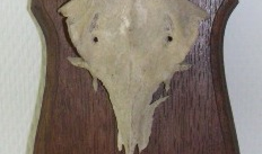 Photo 1, deux dagues