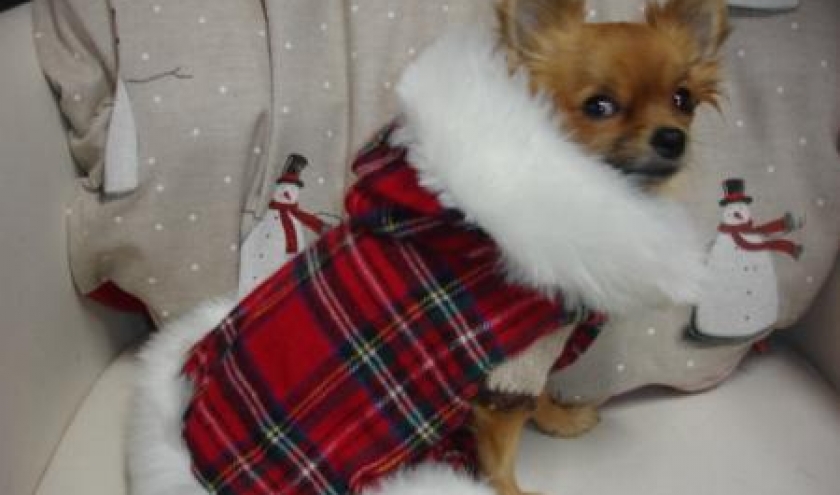 " L'univers animalier " Le Noël du chien " L'univers animalier " Le Noël du chien