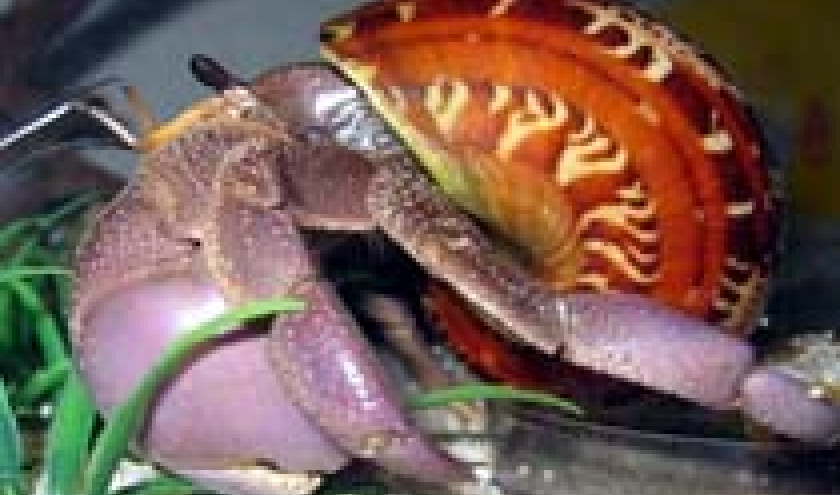 Le Bernard l'hermite terrestre Le Bernard l'hermite terrestre