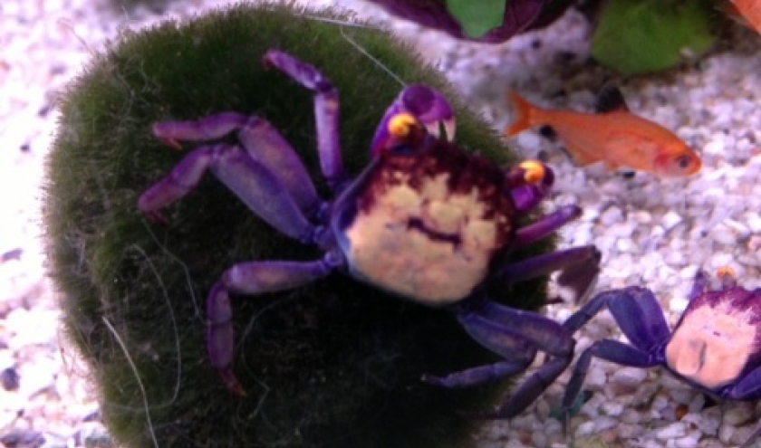 Crabe vampire - Geosesarma bogorensis  15 euros