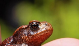 Grenouille rousse
