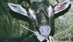 Chevre poitevine