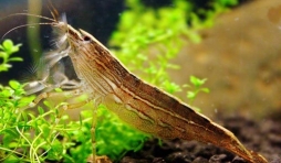 Crevette Bambou Nettoyeuse - Atyopsis Moluccensis  15 euros